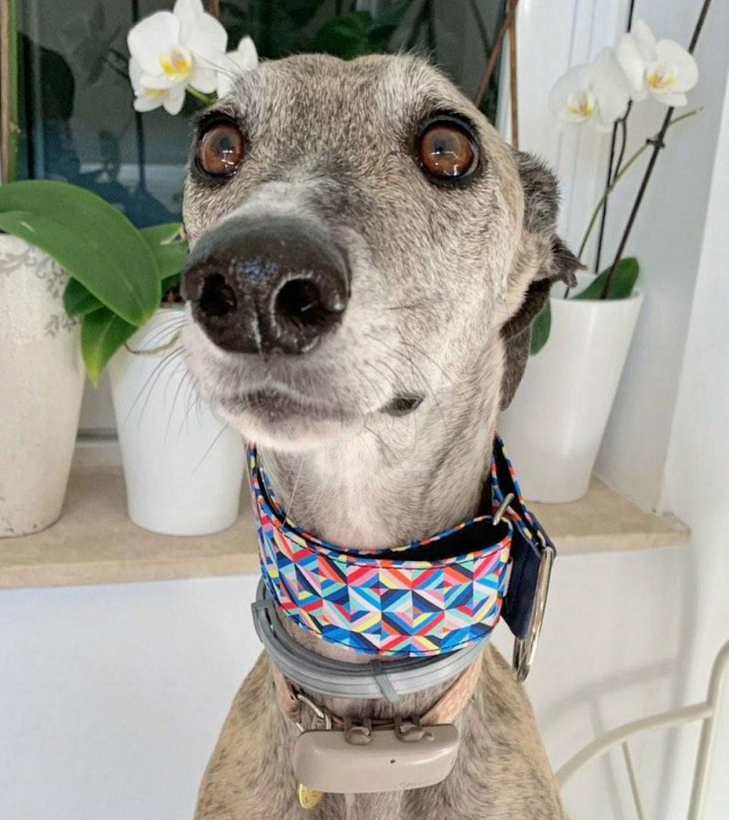 collar galgo speedy regulable psychedelic