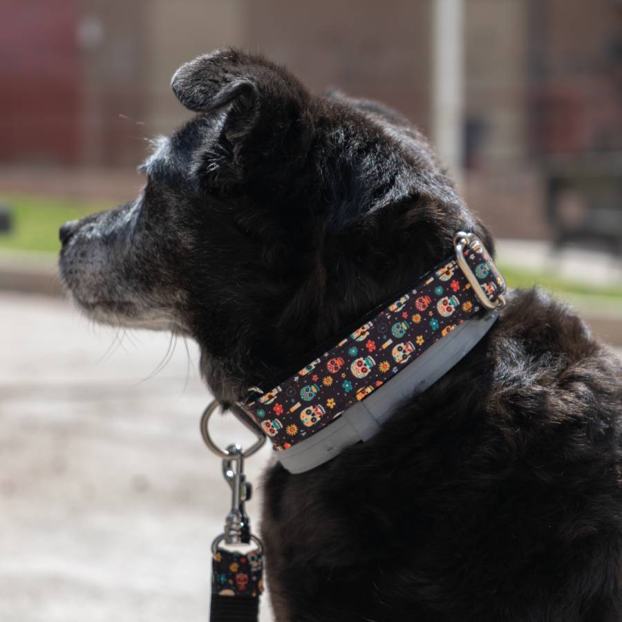 Collares para perro diseño de calavera mexiana, piccolo