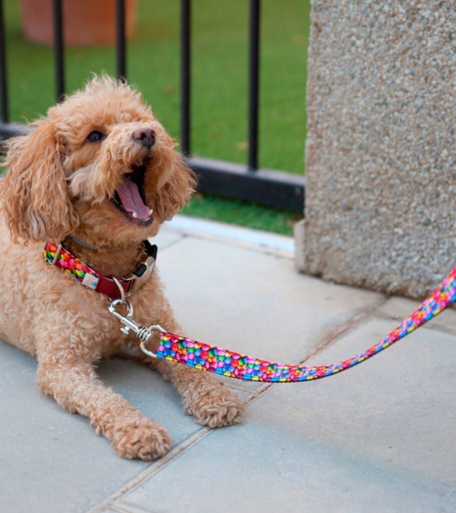 Correa para perros