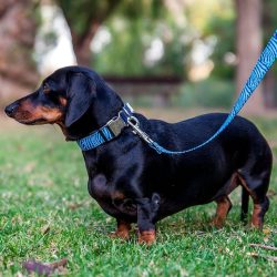 collar-accesorios-perro-cebra-azul