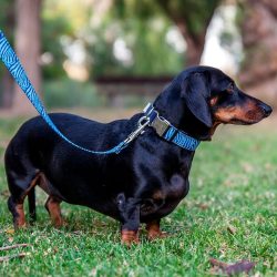 collar-accesorios-perro-cebra-azul