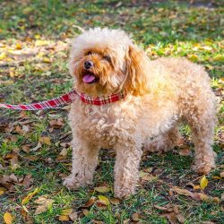 collar-accesorios-perro-tartan-rojo