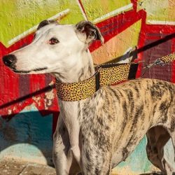 cual-es-mejor-collar-galgo