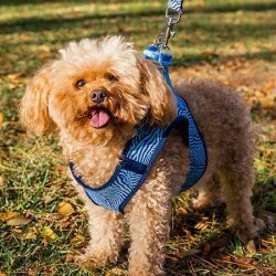 pamppy-accesorios-perros